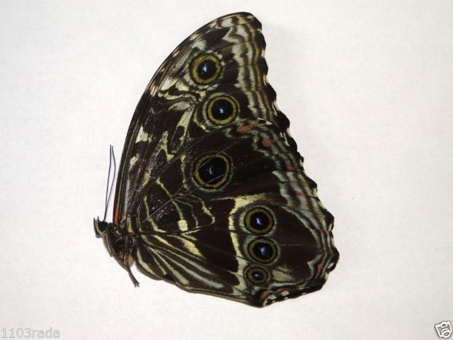 Morpho deidamia (verso, unmounted, mosaic gynandromorph) 3 (Internet Image property of respective owner, non-commercial use only)